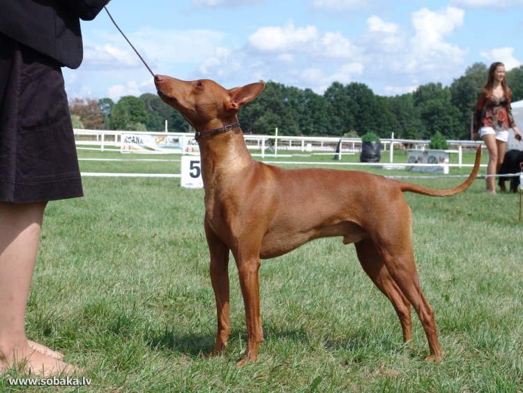 Чирнеко дель Этна