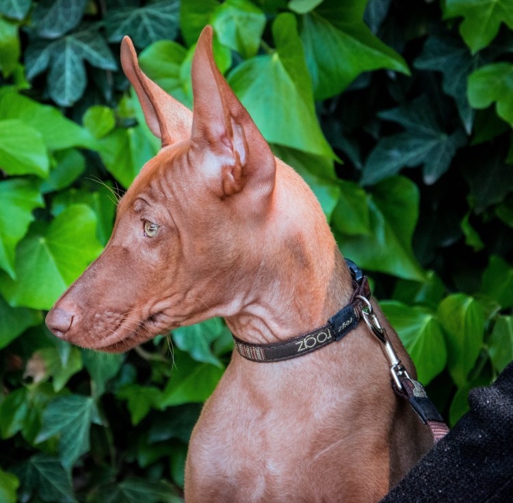 Чирнеко дель Этна и Уиппет