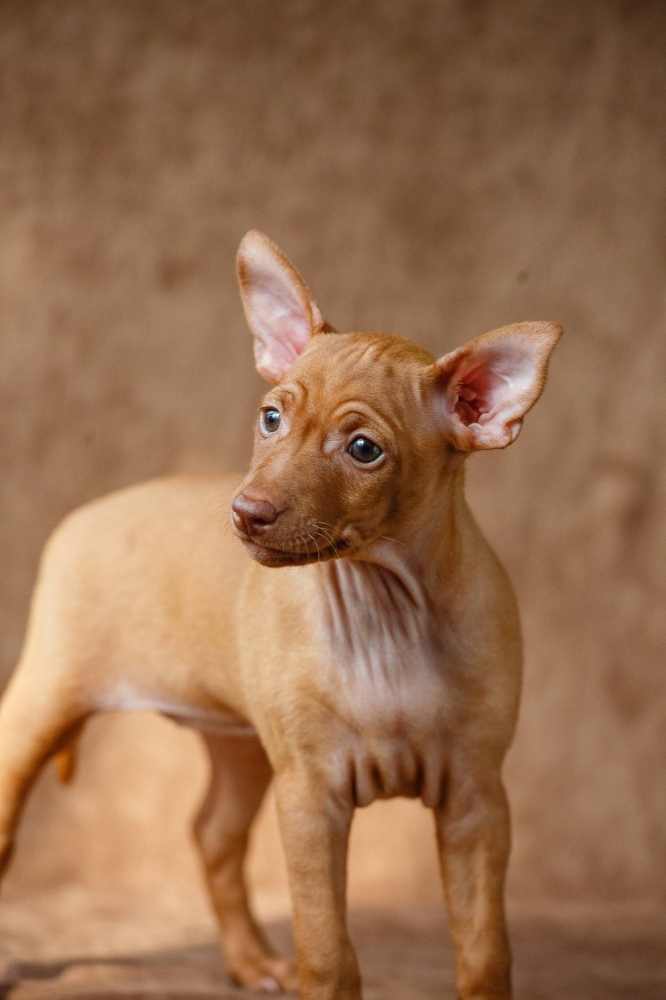 Чирнеко дель Этна стойка