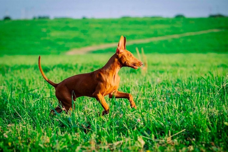 Чирнеко дель Этна и Фараонова собака отличия