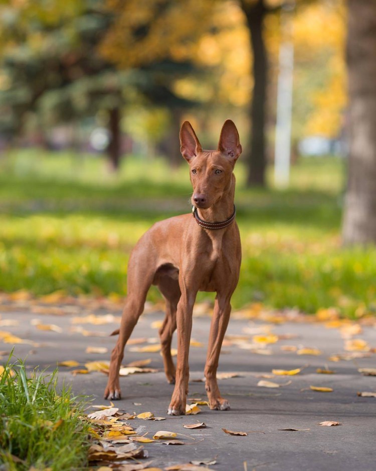 Сицилийская борзая Чирнеко дель Этна