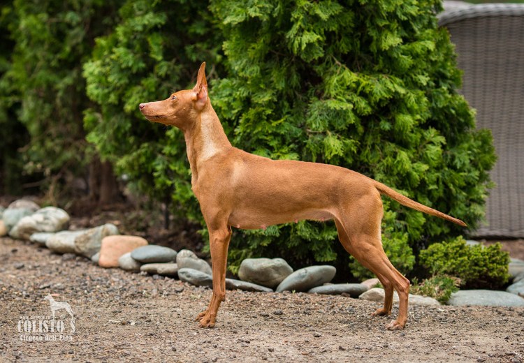 Чирнеко дель Этна