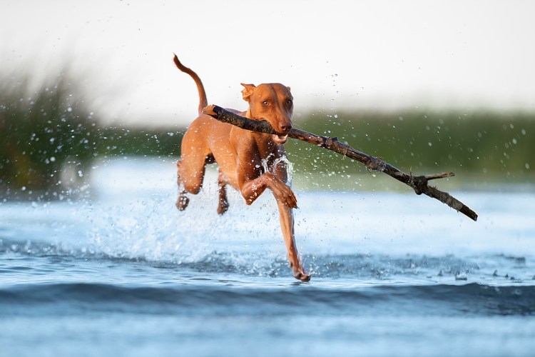 Собака Черненко