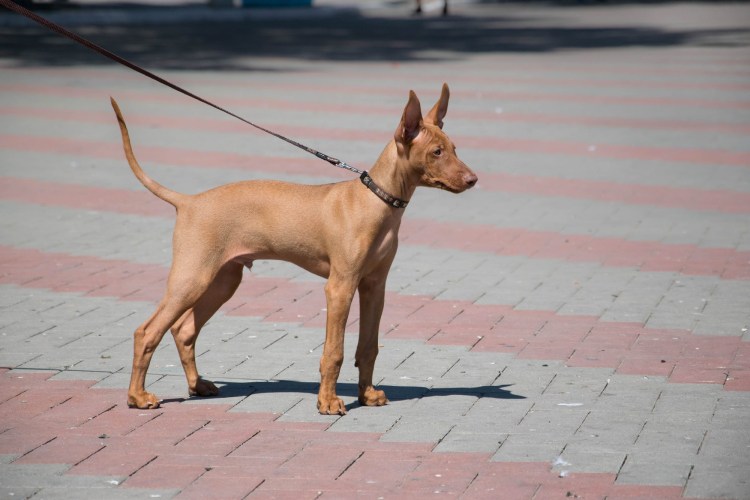 Чирнеко дель Этна с человеком