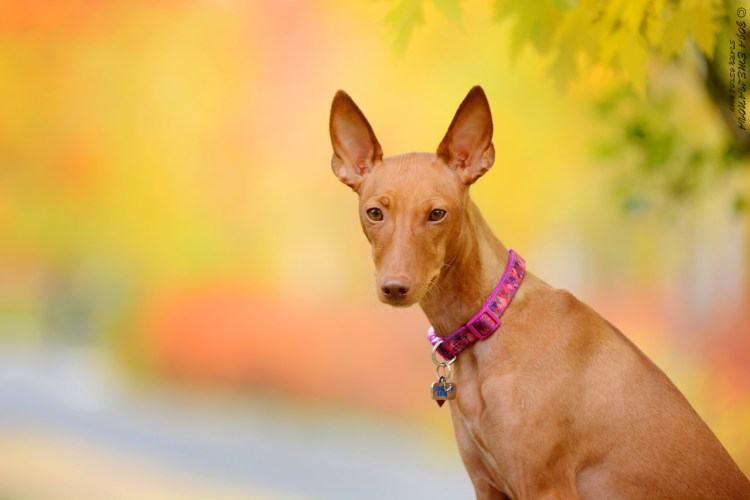 Чирнеко дель Этна