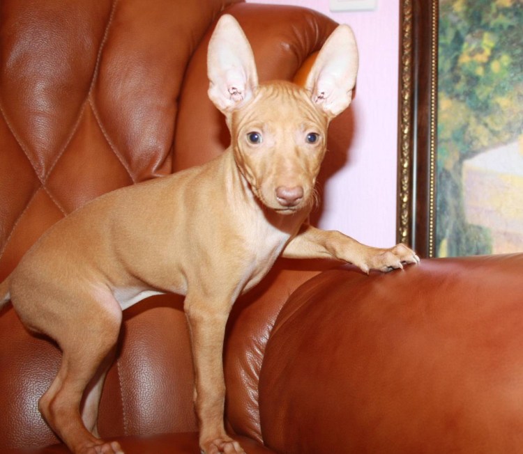 Чирнеко дель Этна щенки