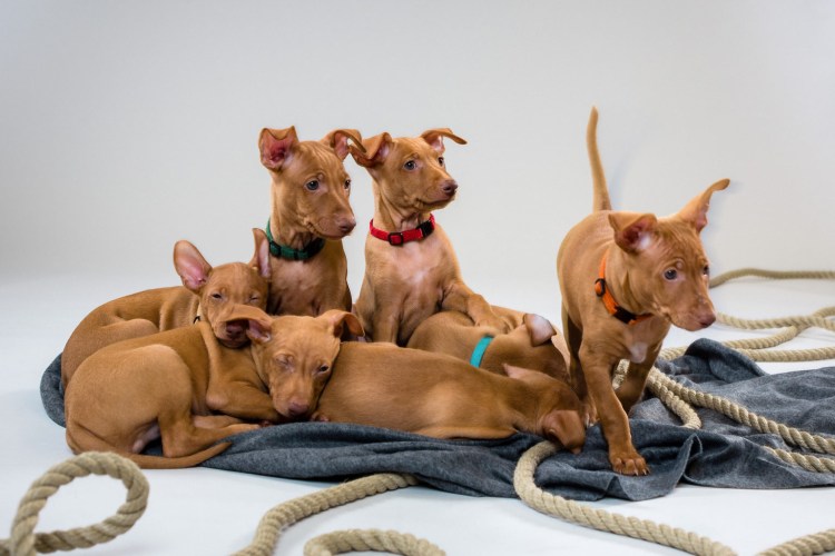 Чирнеко дель Этна щенки