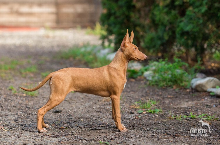 Чирнеко дель Этна портрет