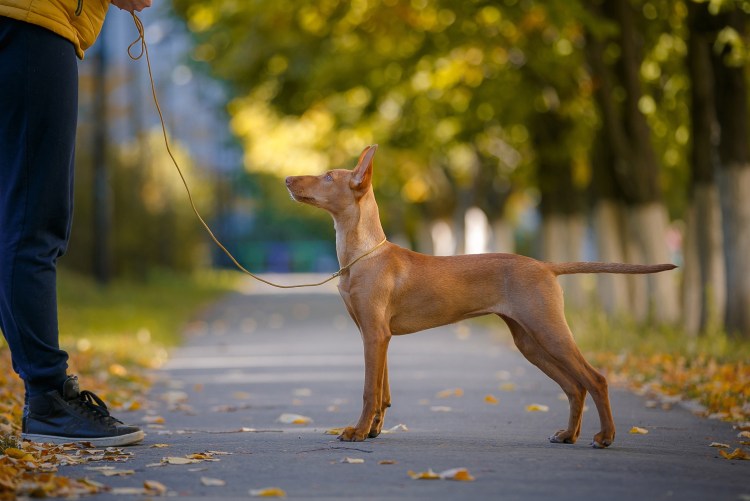 Чирнеко дель Этна Сирио