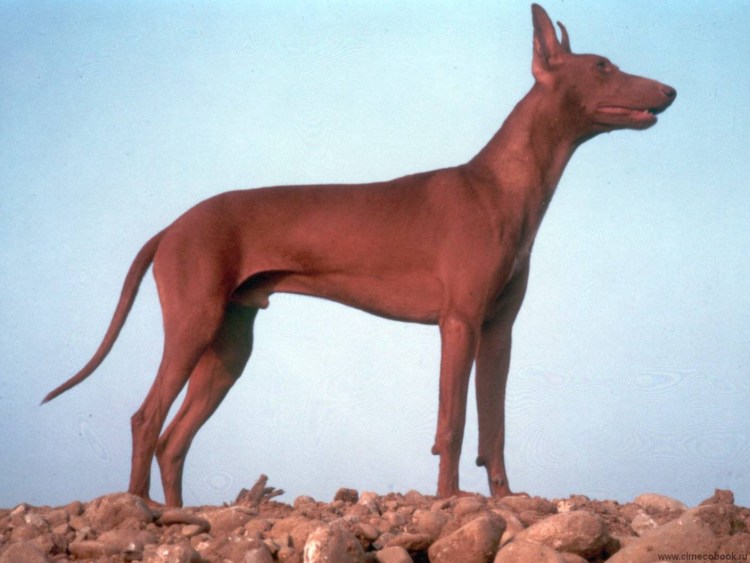 Веймаранер и Чирнеко дель Этна