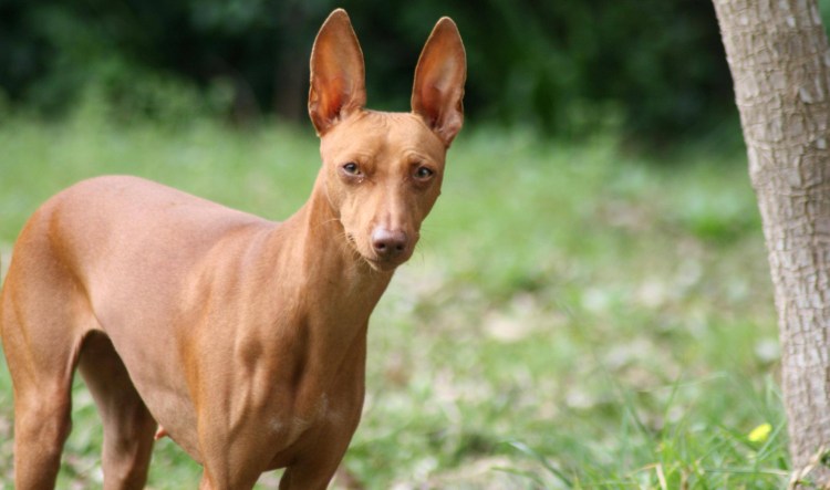 Чирнеко дель Этна и Фараонова собака