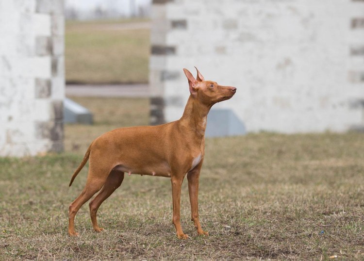 Сицилийская борзая Чирнеко дель Этна