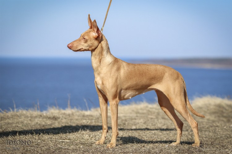 Чирнеко дель Италия