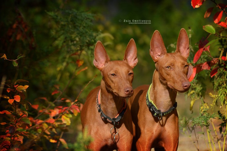 Метис Чирнеко