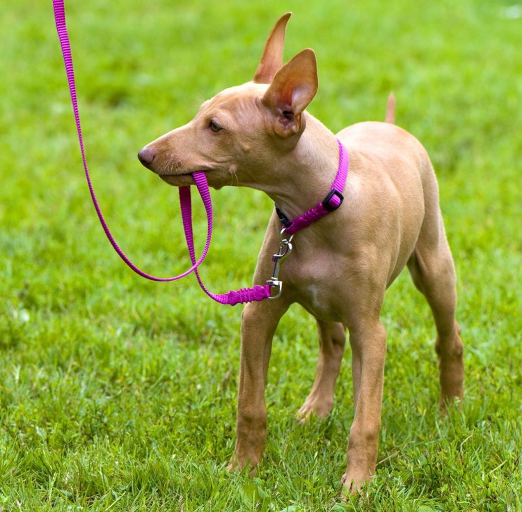 Чирнеко дель Этна собака