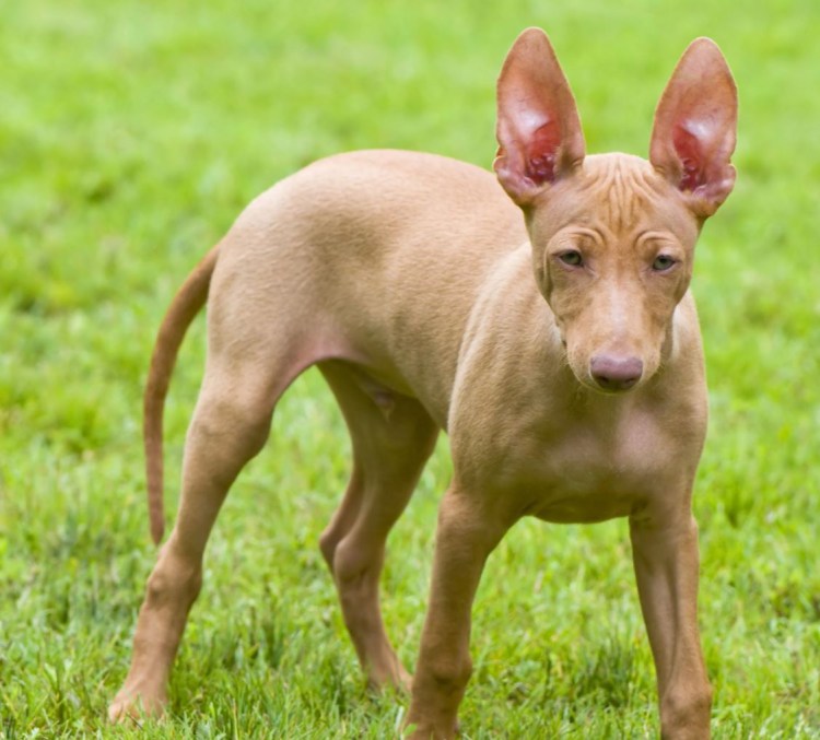 Чирнеко дель Этна