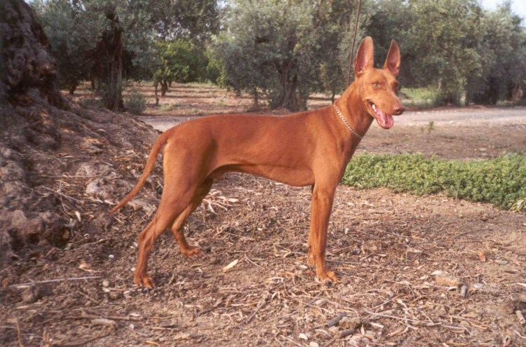 Чирнеко дель Этна