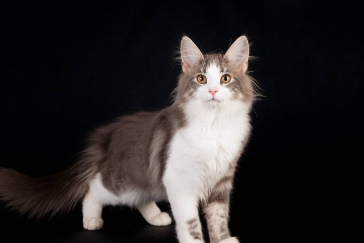 Финский Лесной кот