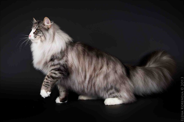 Норвежский Лесной кот рыжий