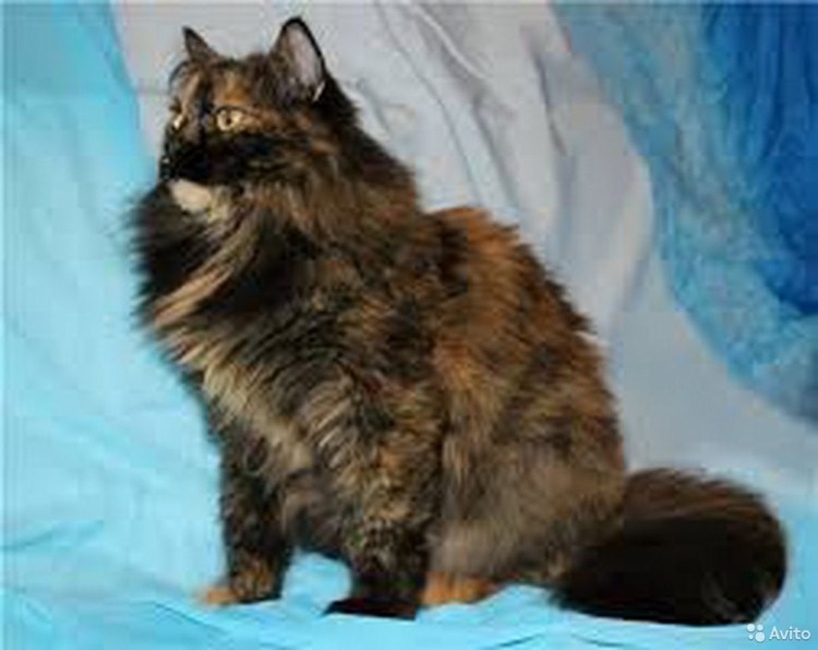 Лесная Норвежская кошка кремовый биколор