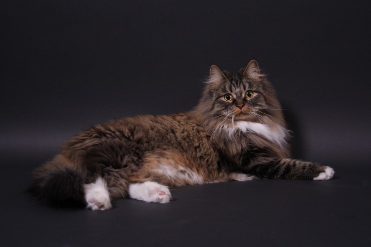 Норвежская Лесная кошка питомник СПБ