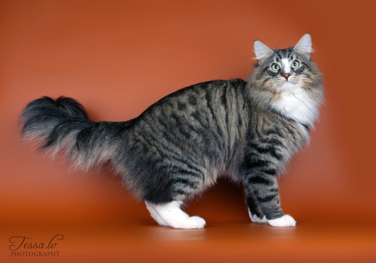 Норвежская Лесная кошка окрас табби