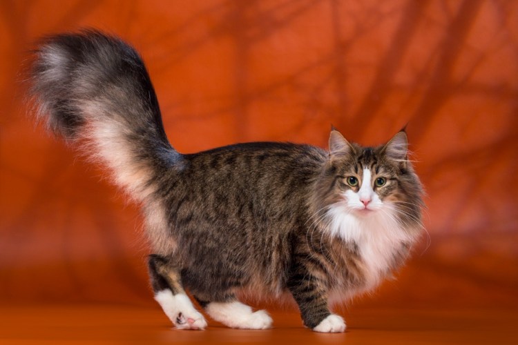 Норвежская Лесная кошка Калико