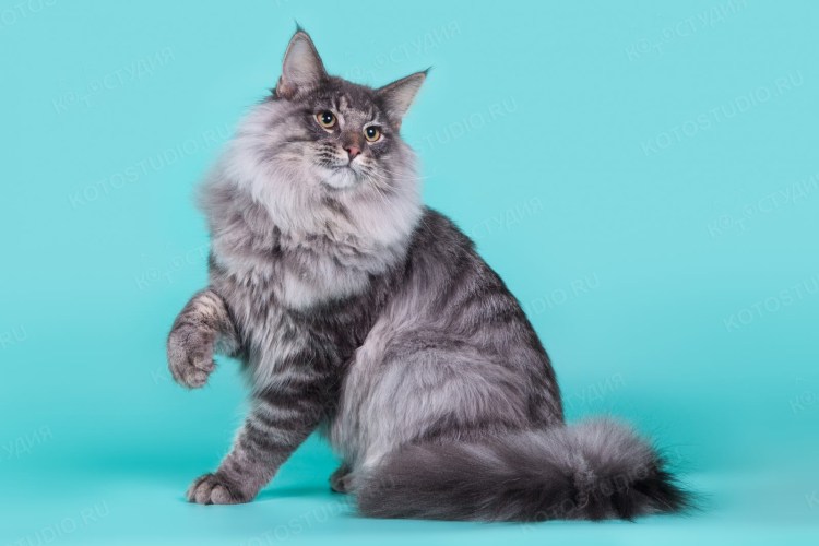 Норвежская Лесная кошка черепаховая