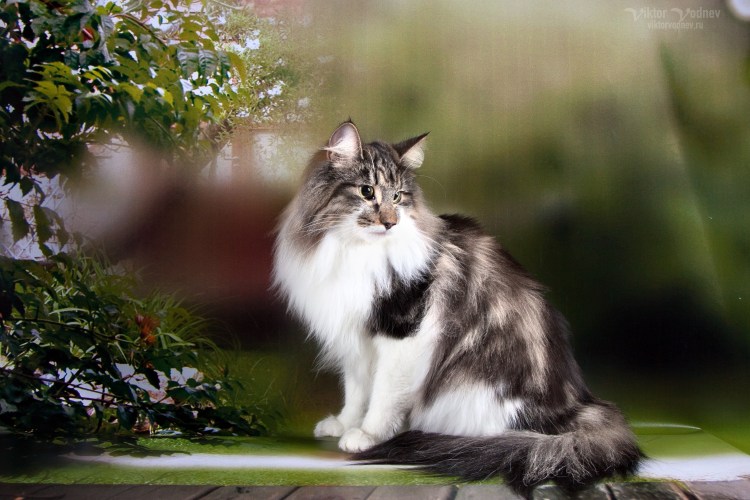 Норвежская Лесная кошка трехцветная