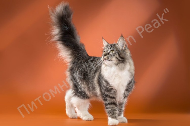 Норвежская Лесная кошка дымчатая
