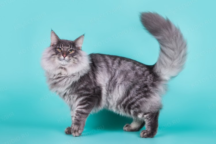 Норвежская Лесная серебристая табби