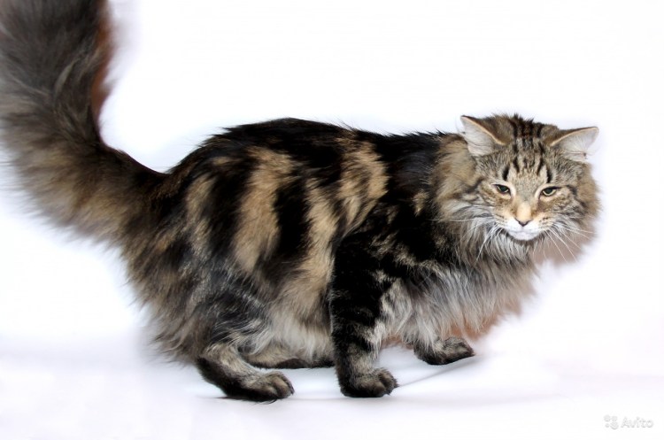 Норвежский Лесной кот