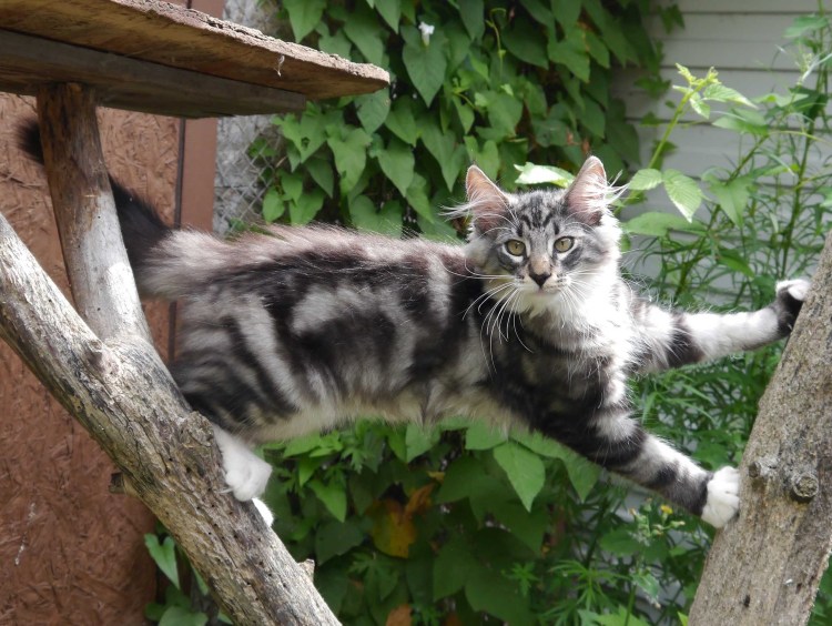 Норвежский Лесной кот кремовый