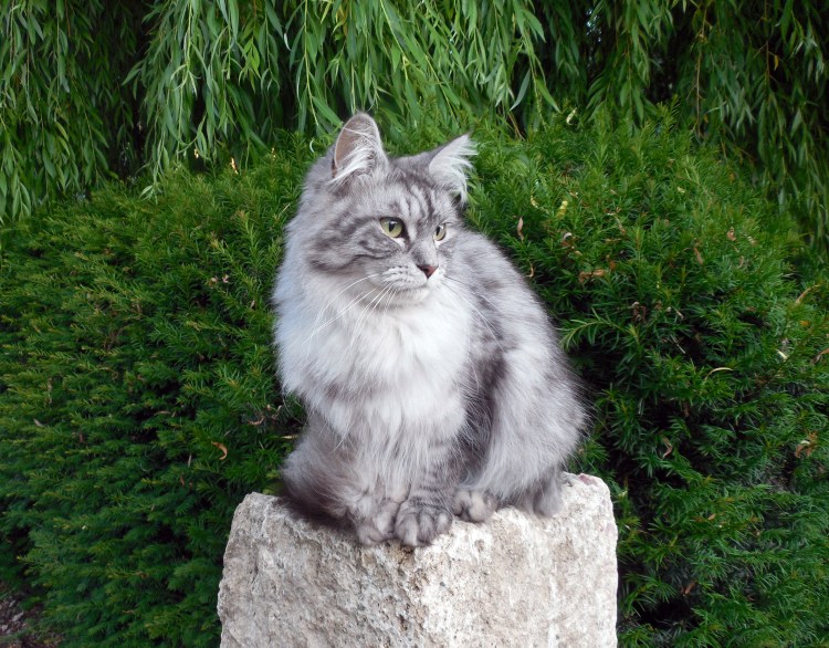 Норвежская Лесная кошка котята