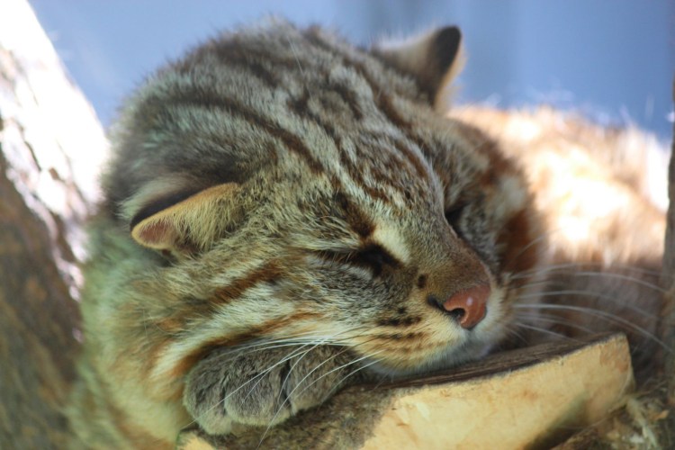 Камышовая кошка