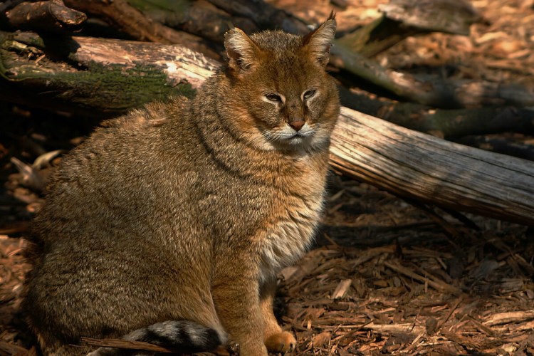 Камышовый кот Хаус