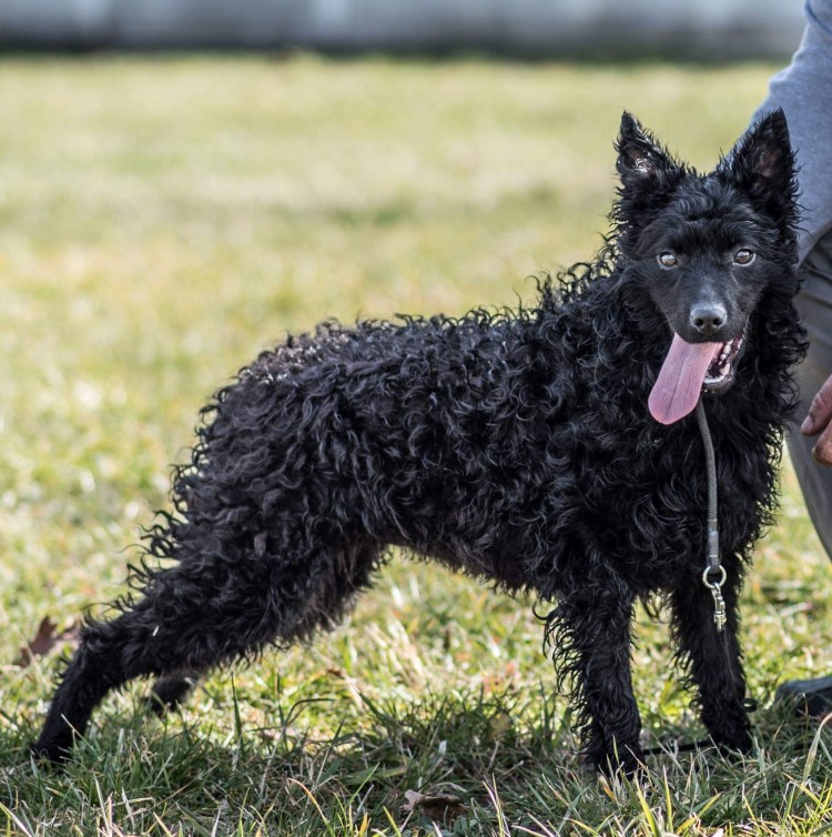 Венгерская пастушья овчарка Муди
