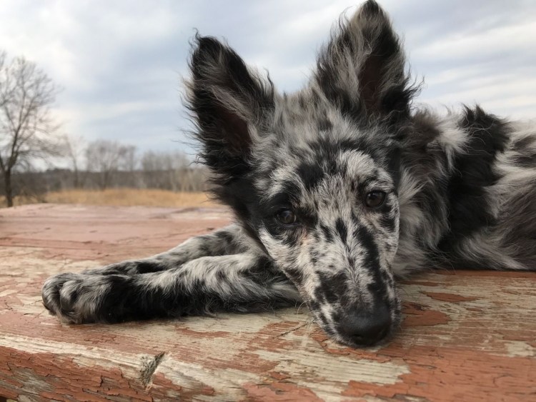 Хорватская овчарка Муди