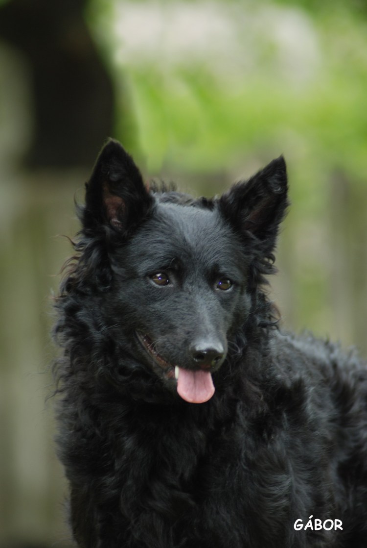 Муди венгерская овчарка питомник