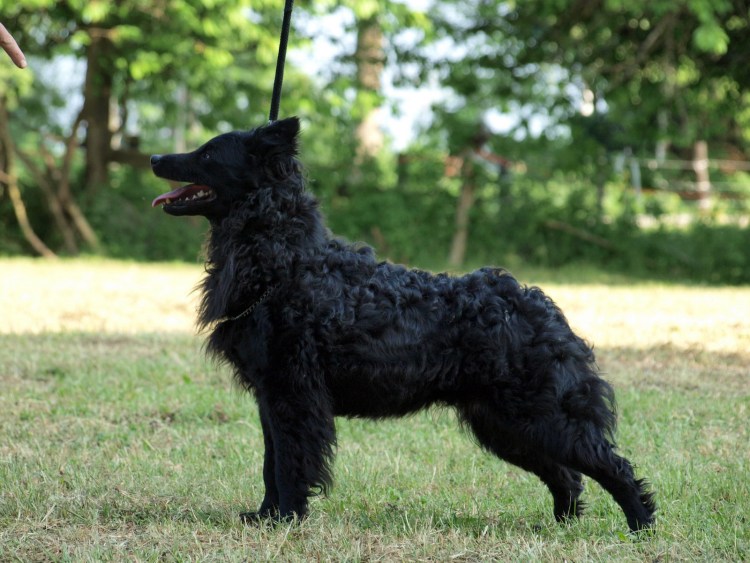 Муди порода собак светло коричневая