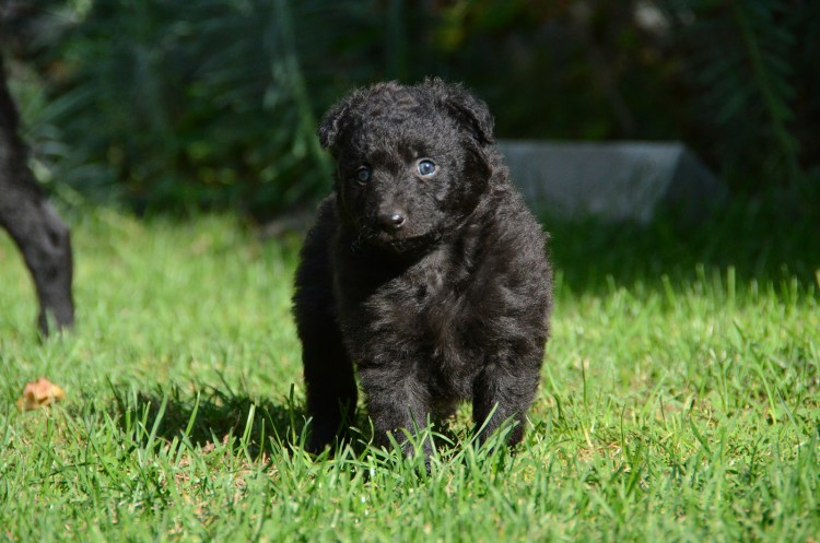 Собака породы Муди белая