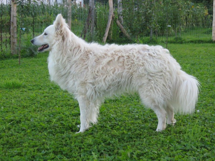 Венгерская пастушья собака фото