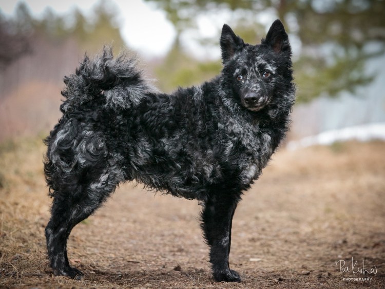 Венгерская овчарка Муди