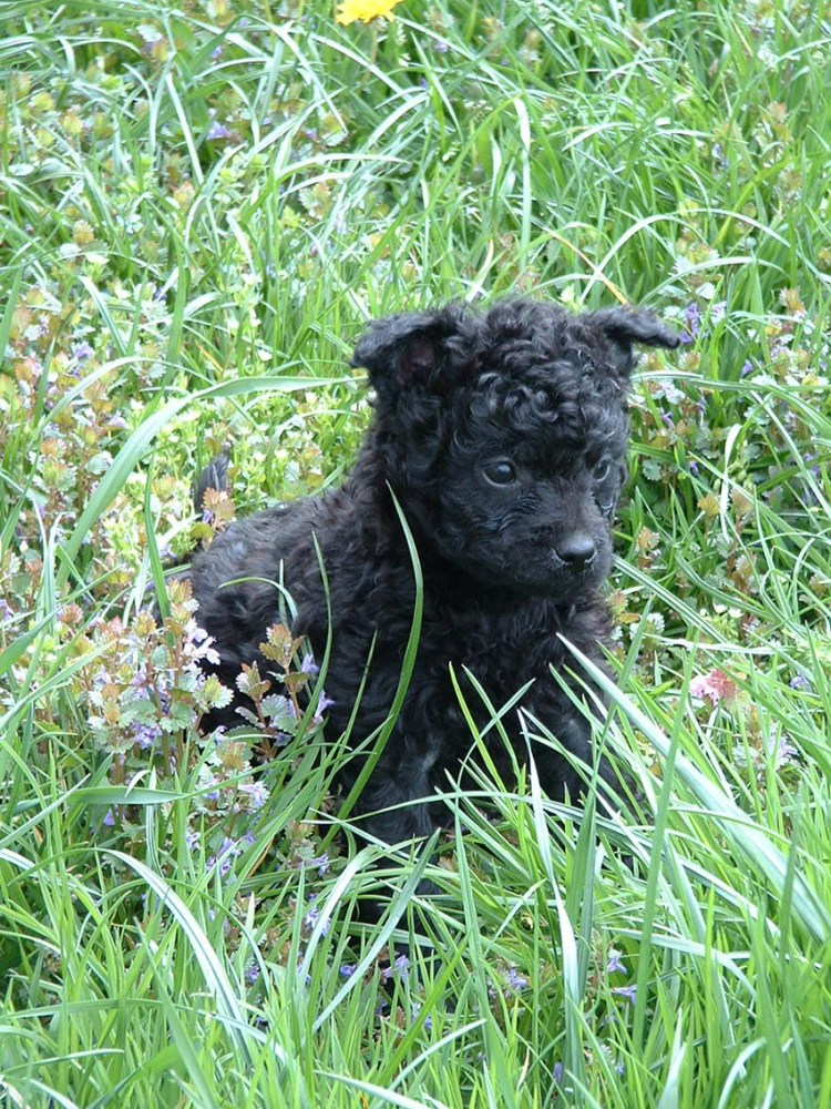 Бергамская овчарка Командор