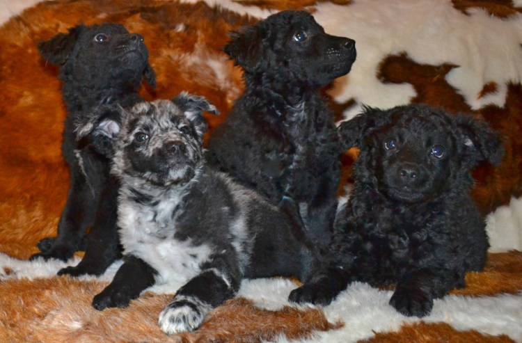 Породы пули (венгерская овчарка)