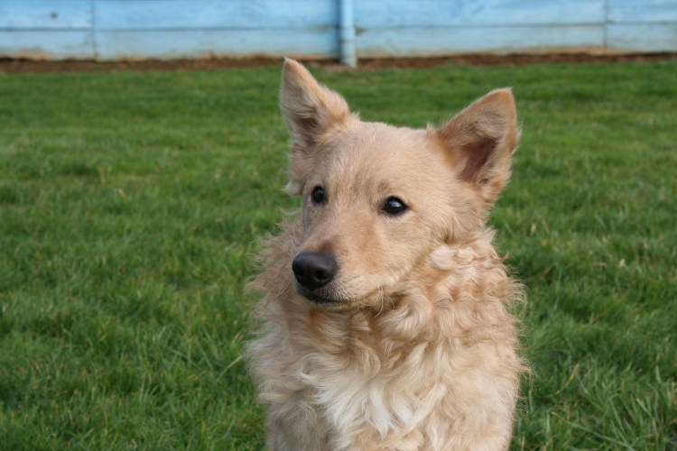 Венгерская овчарка Командор