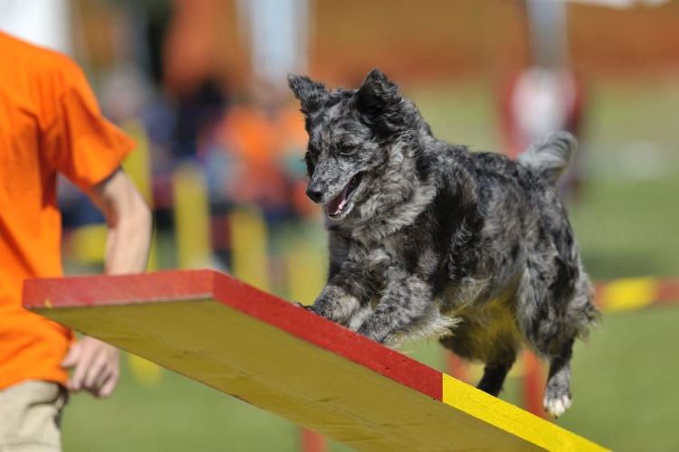 Венгерская овчарка Муди
