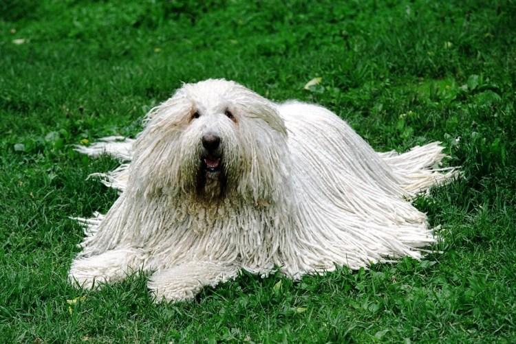 Порода Муди венгерская овчарка