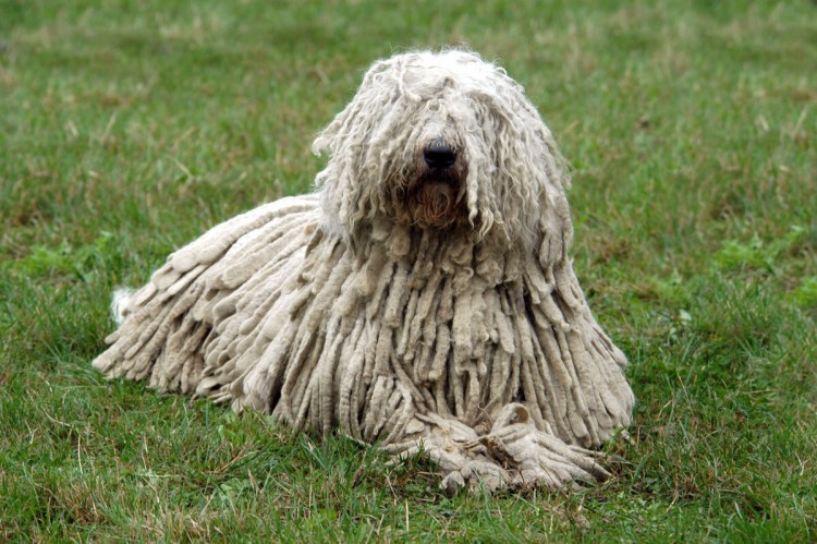 Порода Муди профиль стоя