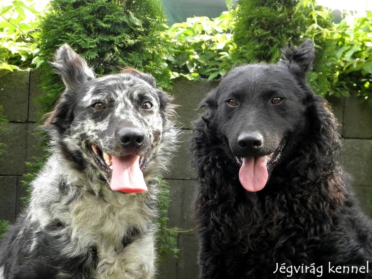 Венгерская овчарка Муди